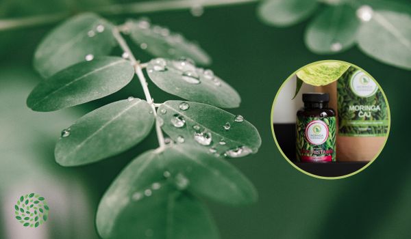 moringa és egészségre gyakorolt ​​pozitív hatásai